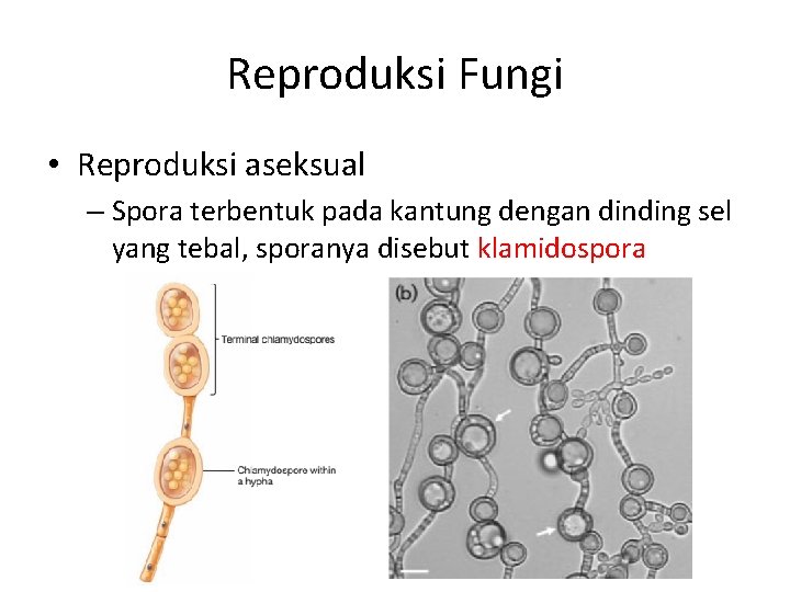 Reproduksi Fungi • Reproduksi aseksual – Spora terbentuk pada kantung dengan dinding sel yang