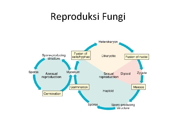 Reproduksi Fungi 