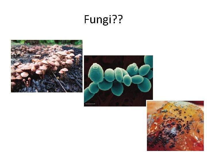 Fungi? ? 