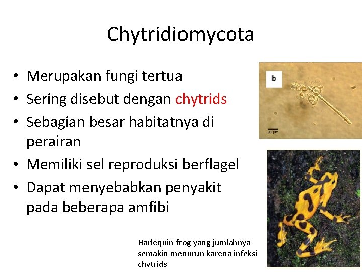 Chytridiomycota • Merupakan fungi tertua • Sering disebut dengan chytrids • Sebagian besar habitatnya