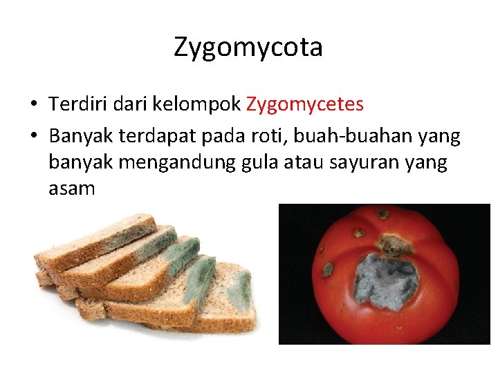 Zygomycota • Terdiri dari kelompok Zygomycetes • Banyak terdapat pada roti, buah-buahan yang banyak