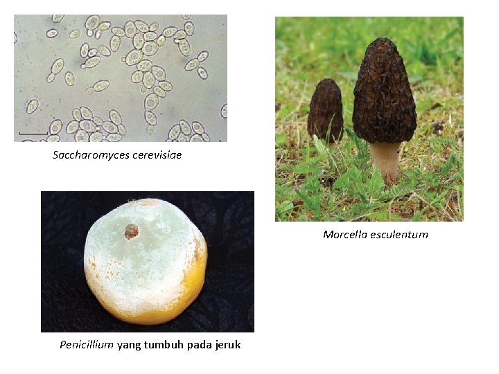 Saccharomyces cerevisiae Morcella esculentum Penicillium yang tumbuh pada jeruk 