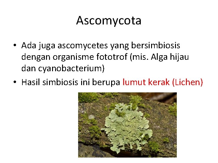 Ascomycota • Ada juga ascomycetes yang bersimbiosis dengan organisme fototrof (mis. Alga hijau dan