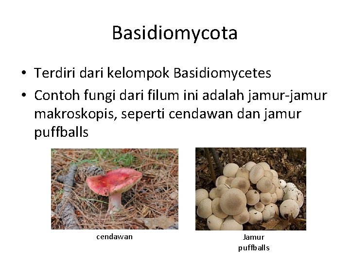 Basidiomycota • Terdiri dari kelompok Basidiomycetes • Contoh fungi dari filum ini adalah jamur-jamur