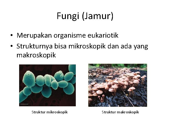 Fungi (Jamur) • Merupakan organisme eukariotik • Strukturnya bisa mikroskopik dan ada yang makroskopik