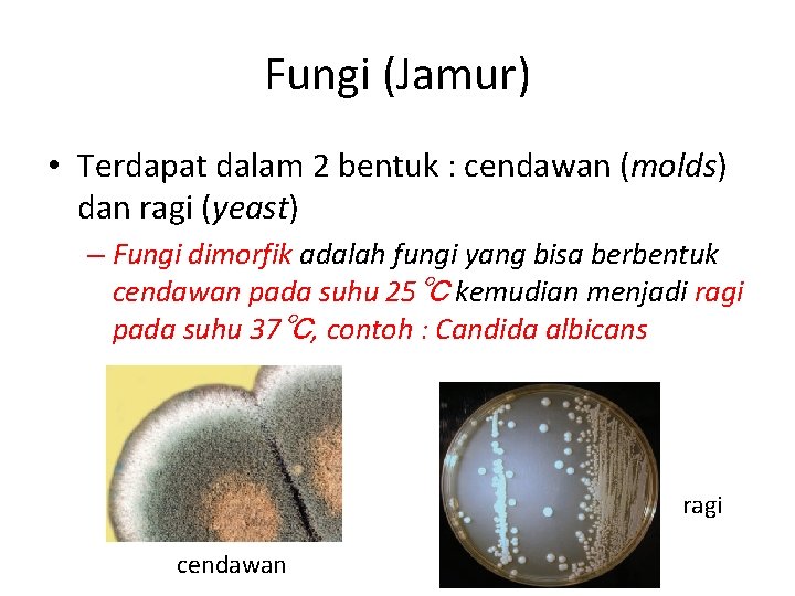 Fungi (Jamur) • Terdapat dalam 2 bentuk : cendawan (molds) dan ragi (yeast) –