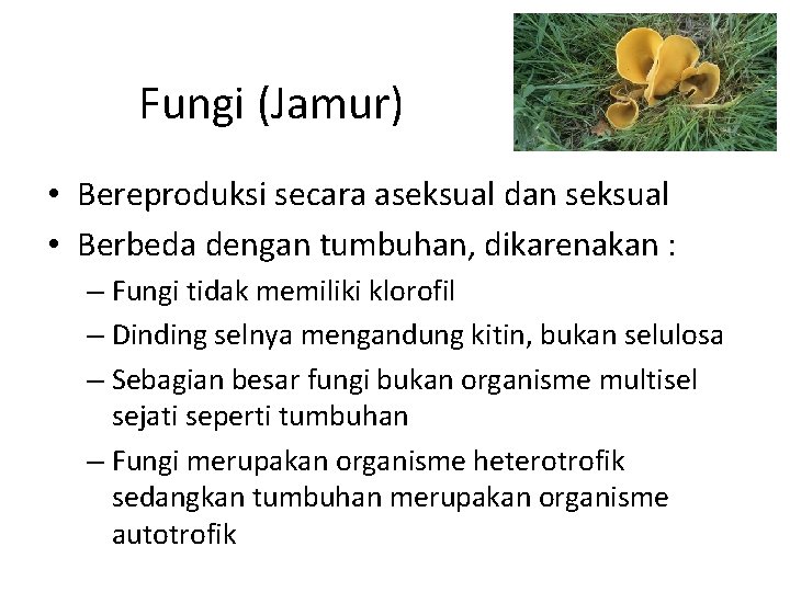 Fungi (Jamur) • Bereproduksi secara aseksual dan seksual • Berbeda dengan tumbuhan, dikarenakan :