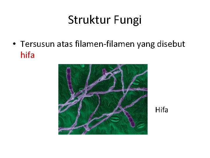 Struktur Fungi • Tersusun atas filamen-filamen yang disebut hifa Hifa 