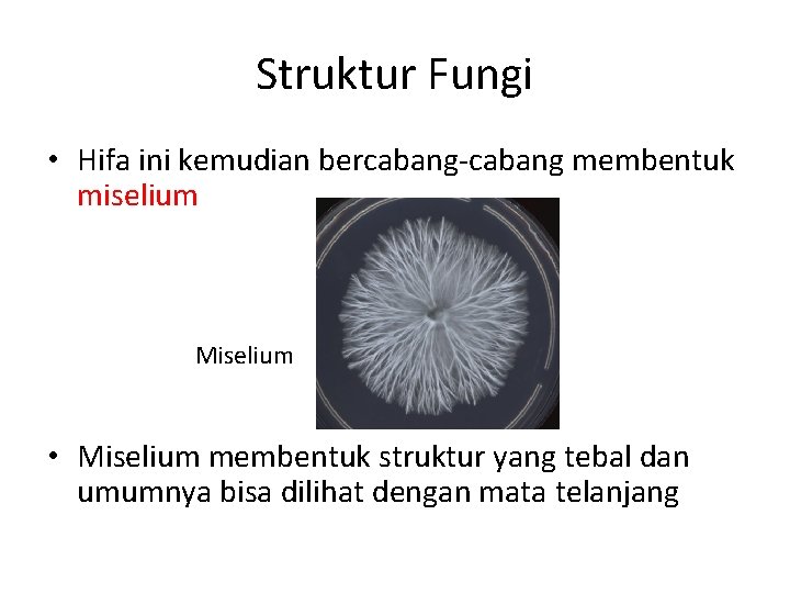 Struktur Fungi • Hifa ini kemudian bercabang-cabang membentuk miselium Miselium • Miselium membentuk struktur