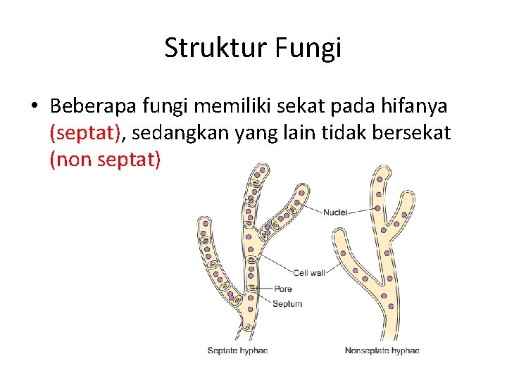 Struktur Fungi • Beberapa fungi memiliki sekat pada hifanya (septat), sedangkan yang lain tidak