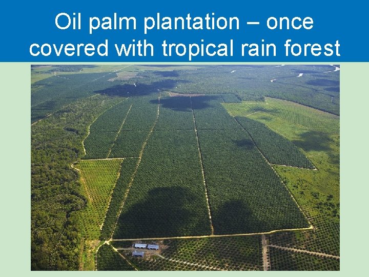 Oil palm plantation – once covered with tropical rain forest 