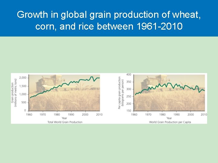 Growth in global grain production of wheat, corn, and rice between 1961 -2010 