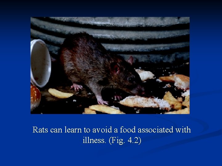 Rats can learn to avoid a food associated with illness. (Fig. 4. 2) 