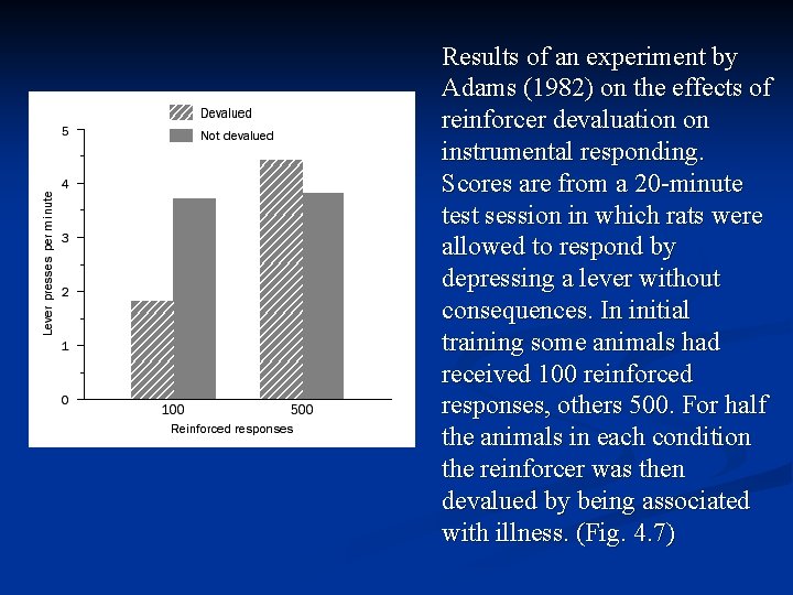 Results of an experiment by Adams (1982) on the effects of reinforcer devaluation on