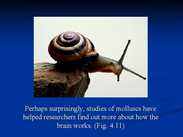 Perhaps surprisingly, studies of molluscs have helped researchers find out more about how the