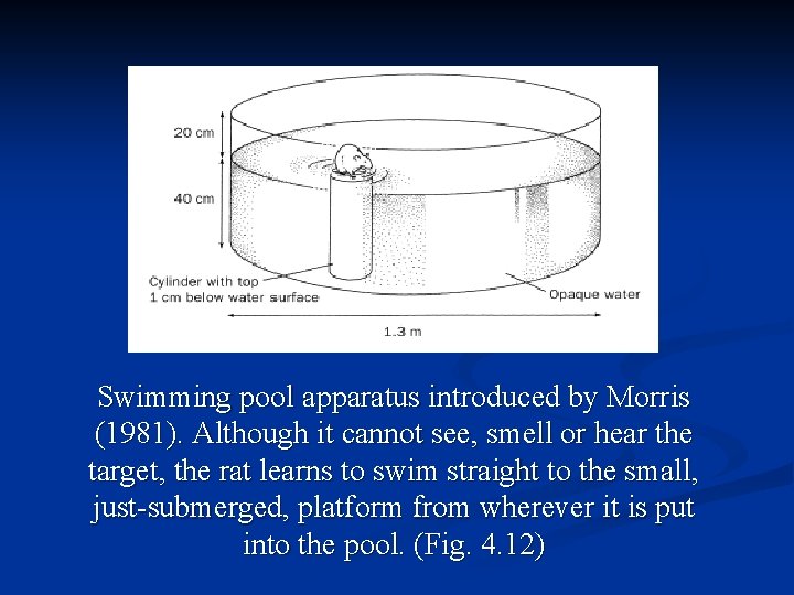 Swimming pool apparatus introduced by Morris (1981). Although it cannot see, smell or hear