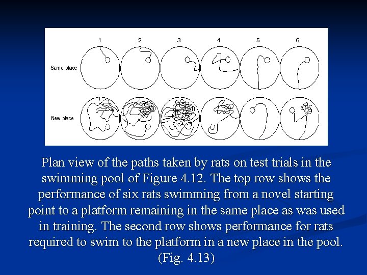 Plan view of the paths taken by rats on test trials in the swimming