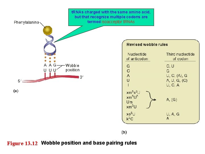 t. RNAs charged with the same amino acid, but that recognize multiple codons are