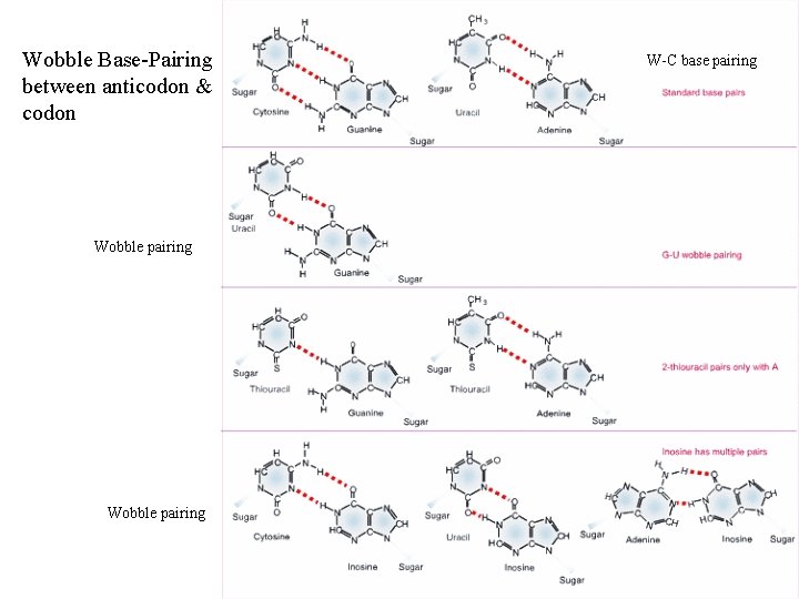 Wobble Base-Pairing between anticodon & codon Wobble pairing W-C base pairing 