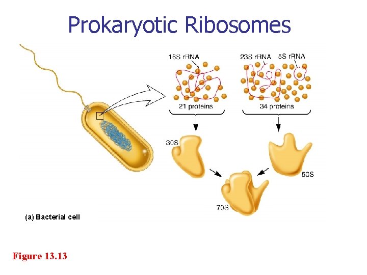 Prokaryotic Ribosomes (a) Bacterial cell Figure 13. 13 