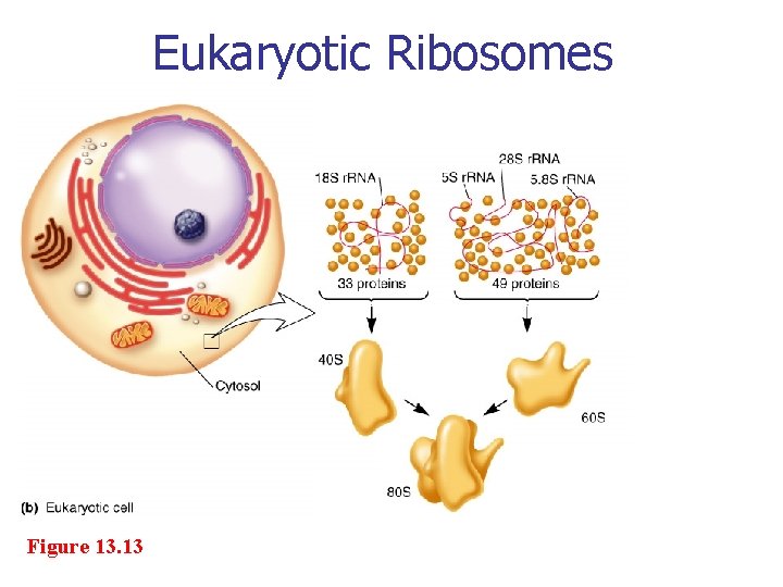 Eukaryotic Ribosomes Figure 13. 13 