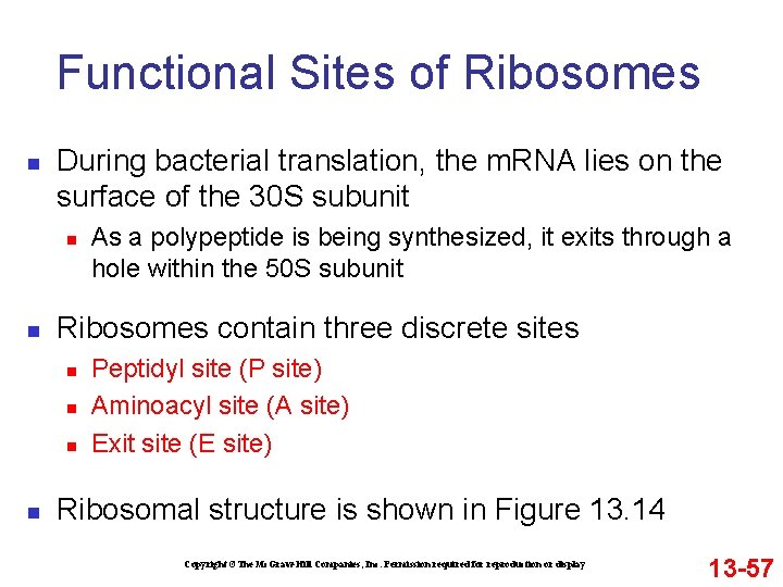 Functional Sites of Ribosomes n During bacterial translation, the m. RNA lies on the