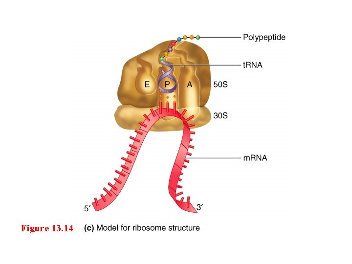 Figure 13. 14 