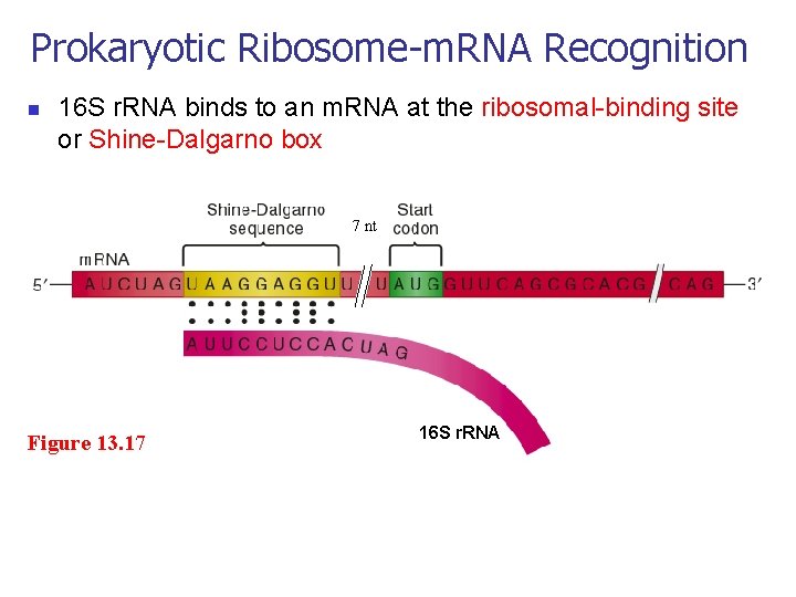 Prokaryotic Ribosome-m. RNA Recognition n 16 S r. RNA binds to an m. RNA