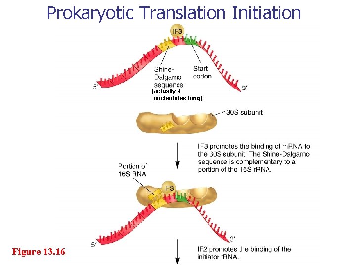 Prokaryotic Translation Initiation (actually 9 nucleotides long) Figure 13. 16 