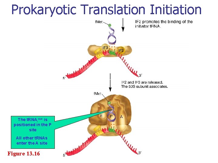 Prokaryotic Translation Initiation The t. RNAi. Met is positioned in the P site All