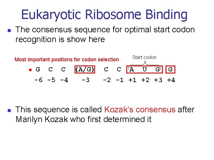 Eukaryotic Ribosome Binding n The consensus sequence for optimal start codon recognition is show