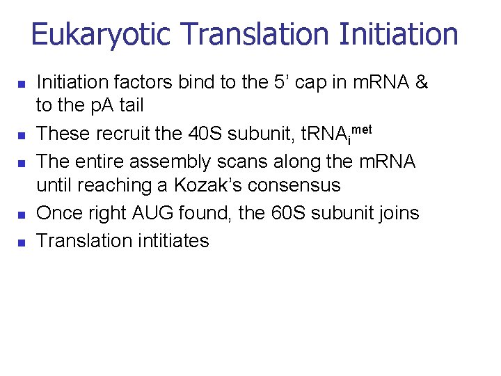 Eukaryotic Translation Initiation n n Initiation factors bind to the 5’ cap in m.