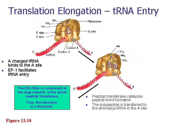 Translation Elongation – t. RNA Entry n n A charged t. RNA binds to