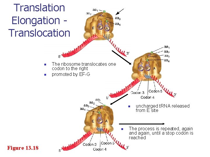 Translation Elongation Translocation n n The ribosome translocates one codon to the right promoted