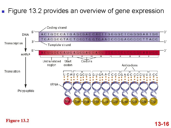 n Figure 13. 2 provides an overview of gene expression Figure 13. 2 13