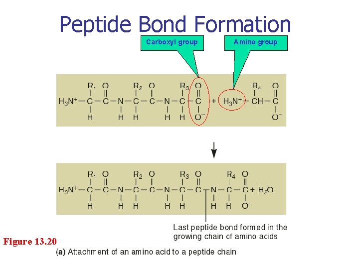 Peptide Bond Formation Carboxyl group Figure 13. 20 Amino group 