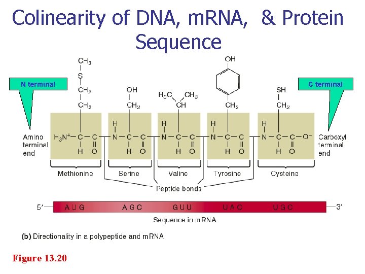 Colinearity of DNA, m. RNA, & Protein Sequence N terminal Figure 13. 20 C