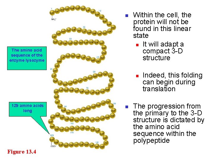 n The amino acid sequence of the enzyme lysozyme Within the cell, the protein