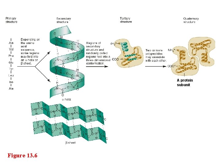 A protein subunit Figure 13. 6 