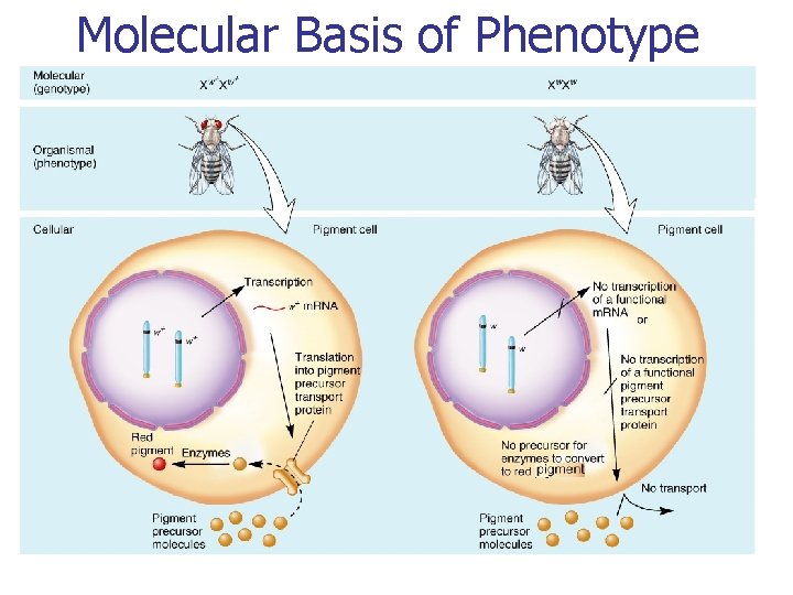 Molecular Basis of Phenotype 