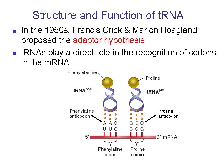 Structure and Function of t. RNA n n In the 1950 s, Francis Crick