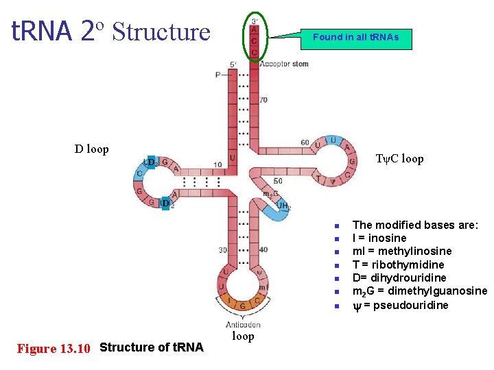 t. RNA 2º Structure Found in all t. RNAs D loop TψC loop D