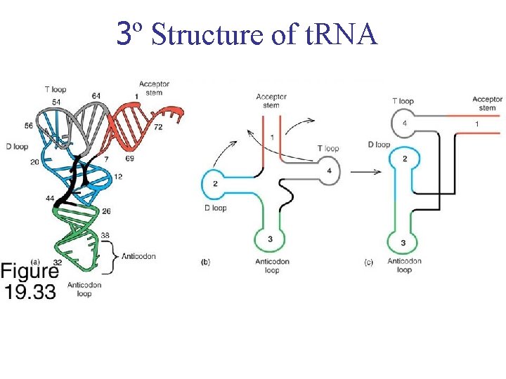 3º Structure of t. RNA 