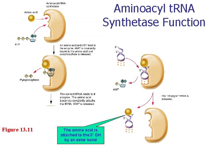 Aminoacyl t. RNA Synthetase Function Figure 13. 11 The amino acid is attached to