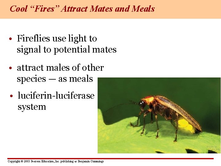 Cool “Fires” Attract Mates and Meals • Fireflies use light to signal to potential