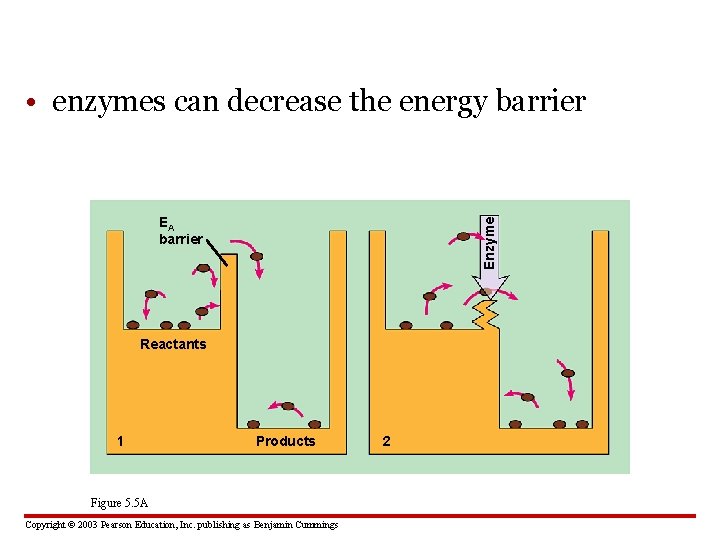  • enzymes can decrease the energy barrier Enzyme EA barrier Reactants 1 Products