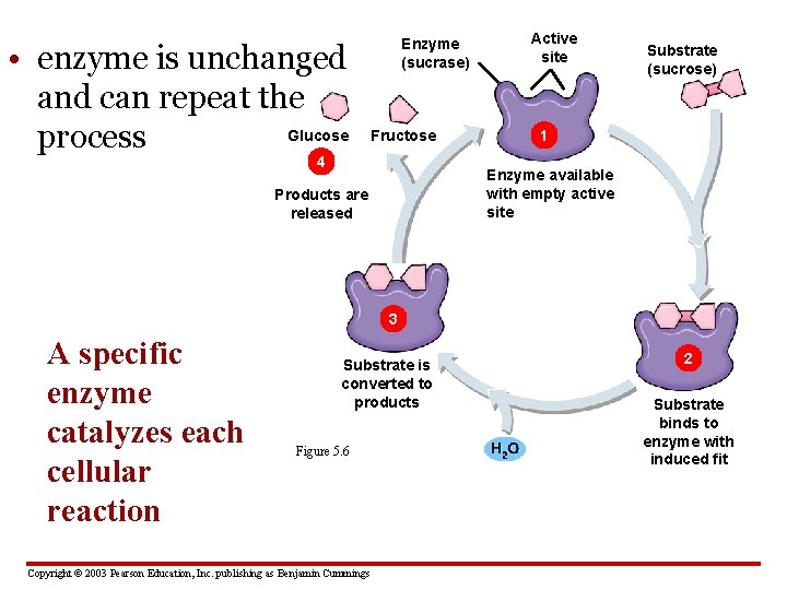  • enzyme is unchanged and can repeat the Glucose process Enzyme (sucrase) Fructose