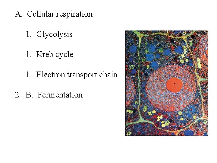 A. Cellular respiration 1. Glycolysis 1. Kreb cycle 1. Electron transport chain 2. B.