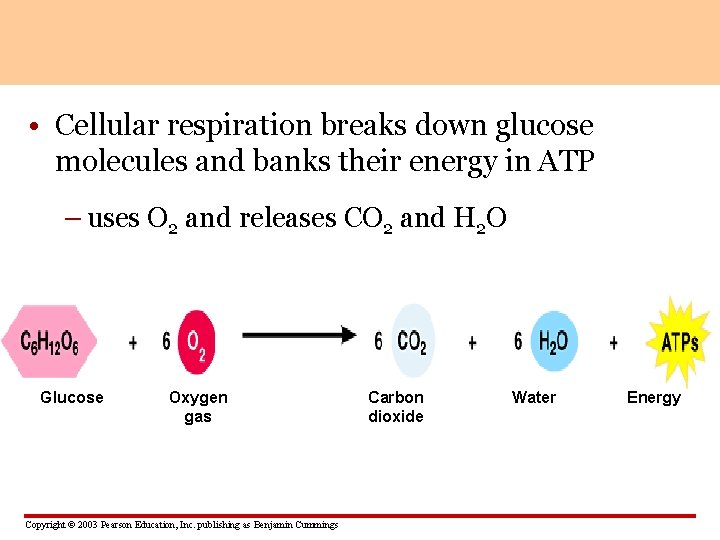  • Cellular respiration breaks down glucose molecules and banks their energy in ATP