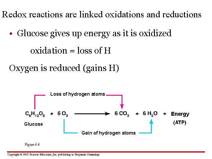 Redox reactions are linked oxidations and reductions • Glucose gives up energy as it